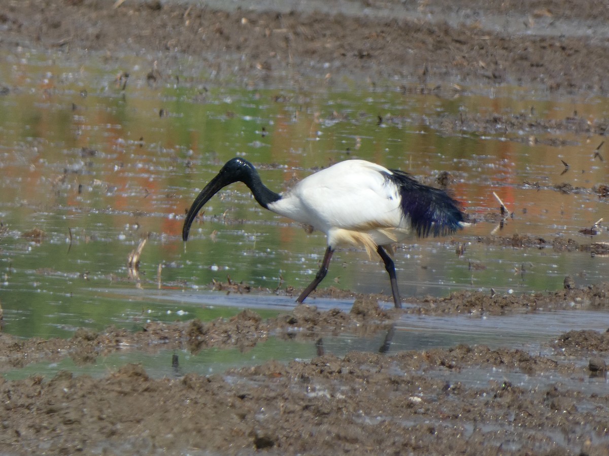 Ibis sakratua - ML642152242