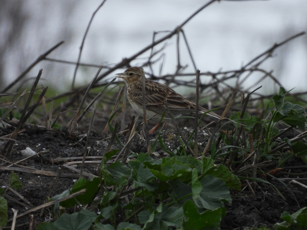 Eurasian Skylark - ML642152243