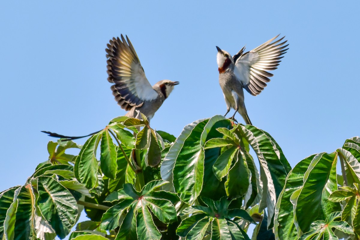 Streamer-tailed Tyrant - ML642152254