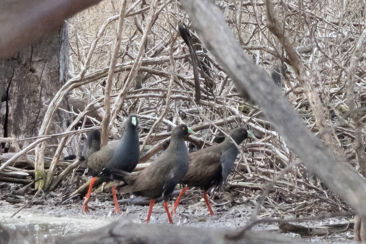 Black-tailed Nativehen - ML642152257