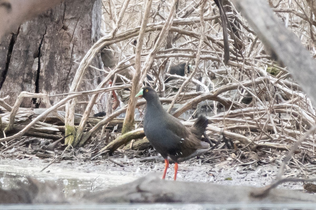 Black-tailed Nativehen - ML642152258