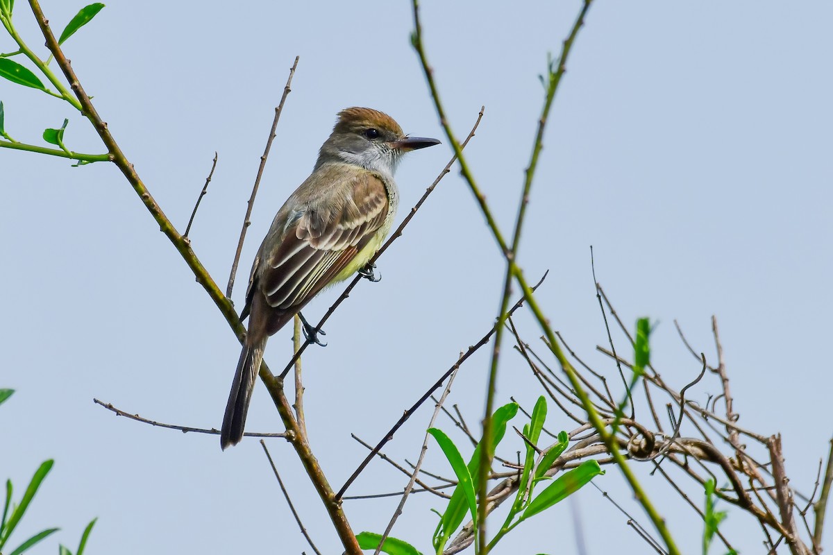 Brown-crested Flycatcher - ML642152259