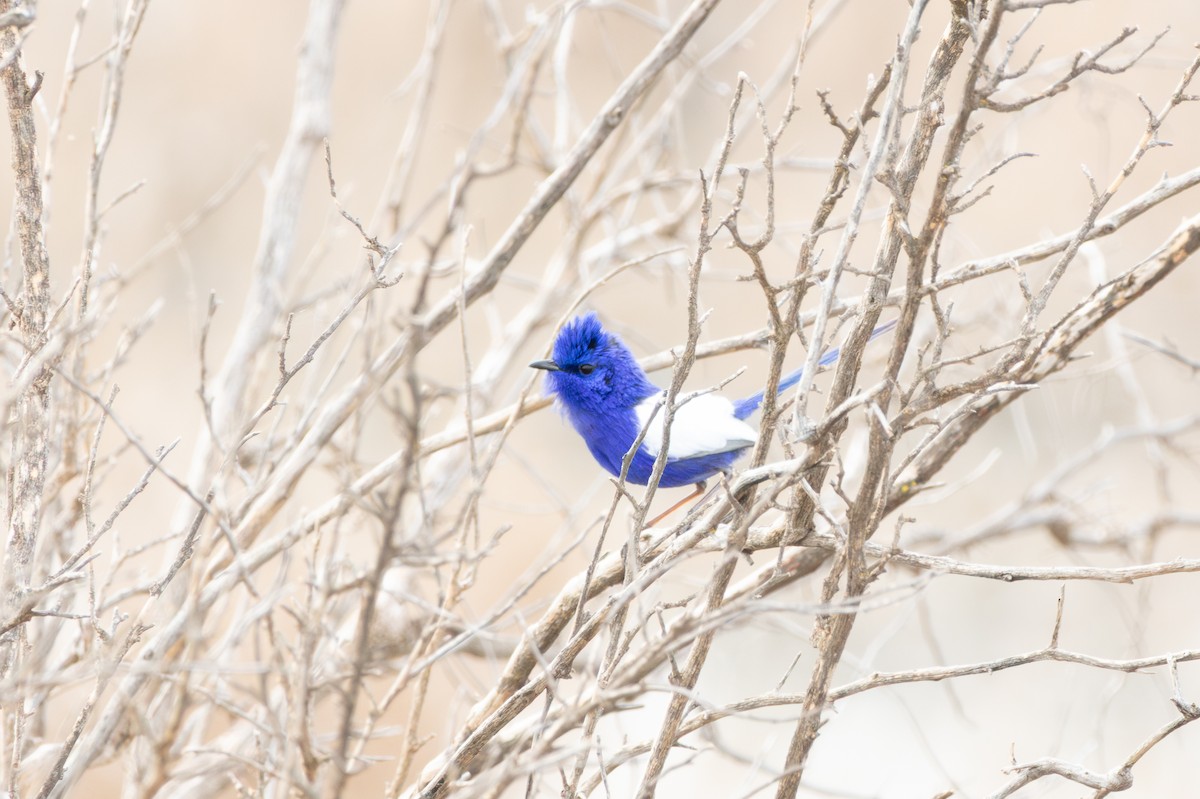 White-winged Fairywren - ML642152261