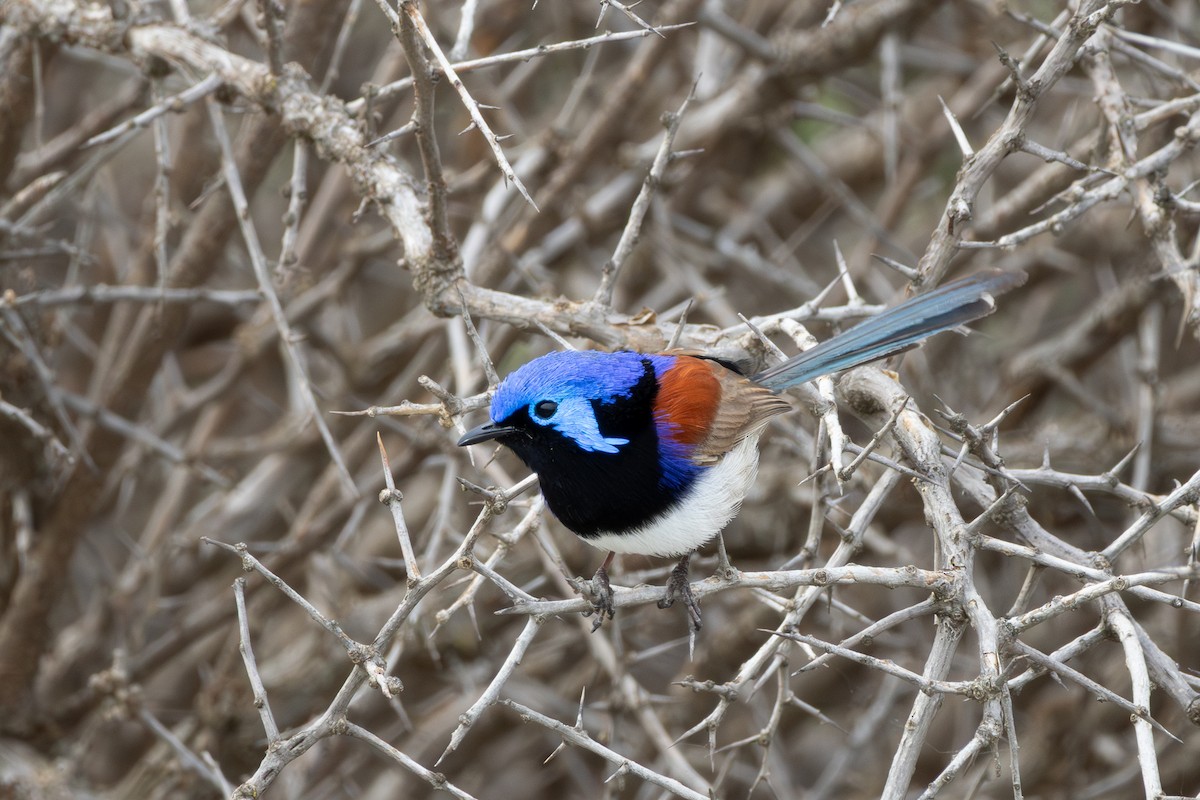 Purple-backed Fairywren - ML642152263