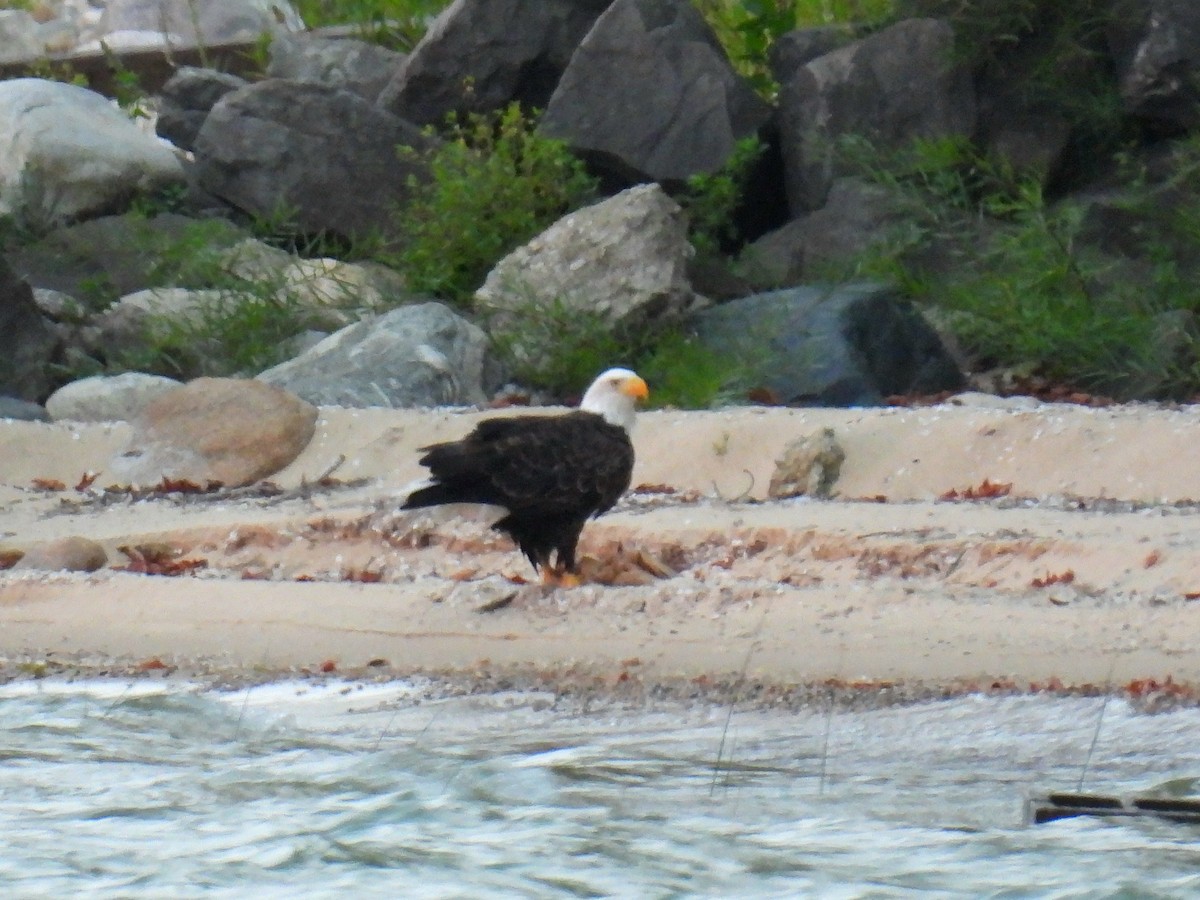 Weißkopf-Seeadler - ML642152264