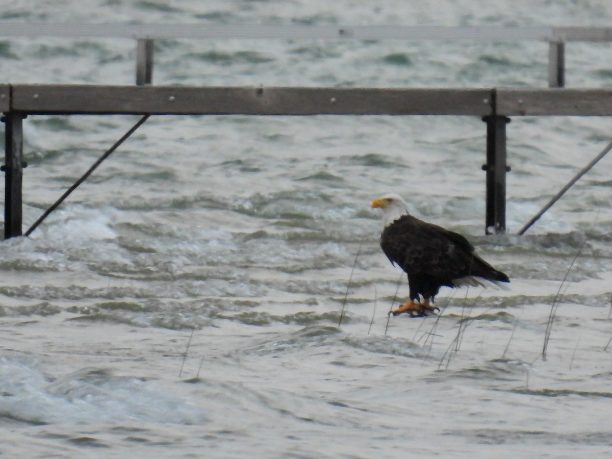 Weißkopf-Seeadler - ML642152265