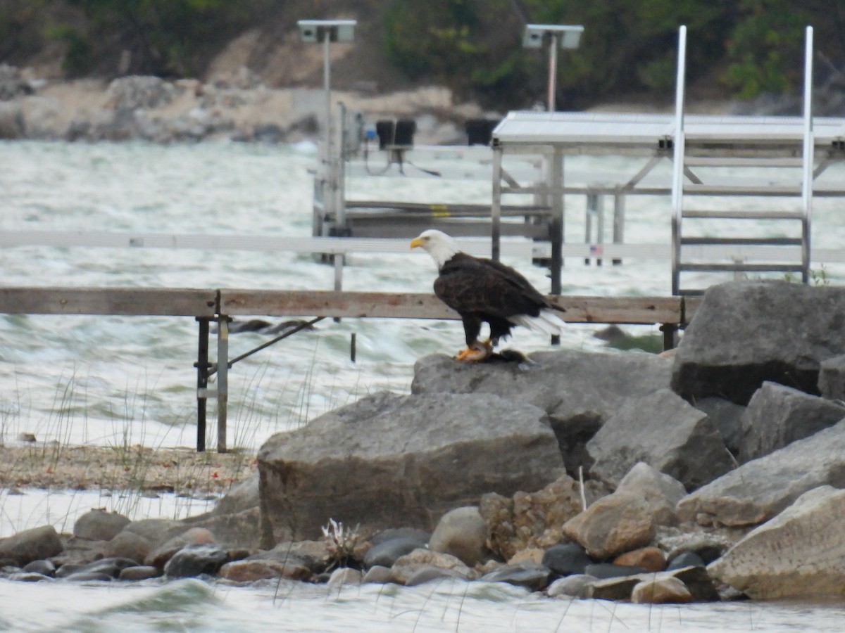 Weißkopf-Seeadler - ML642152266