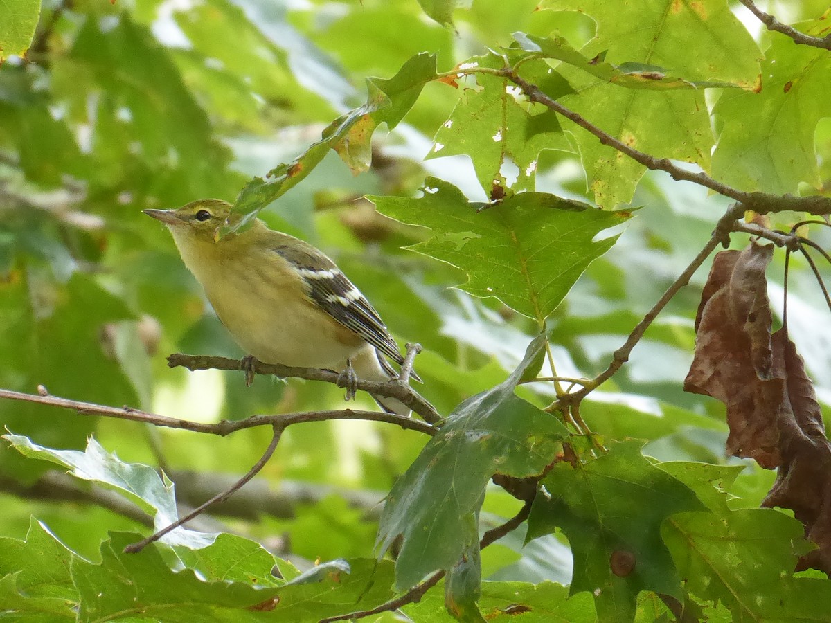 Bay-breasted Warbler - ML642152271