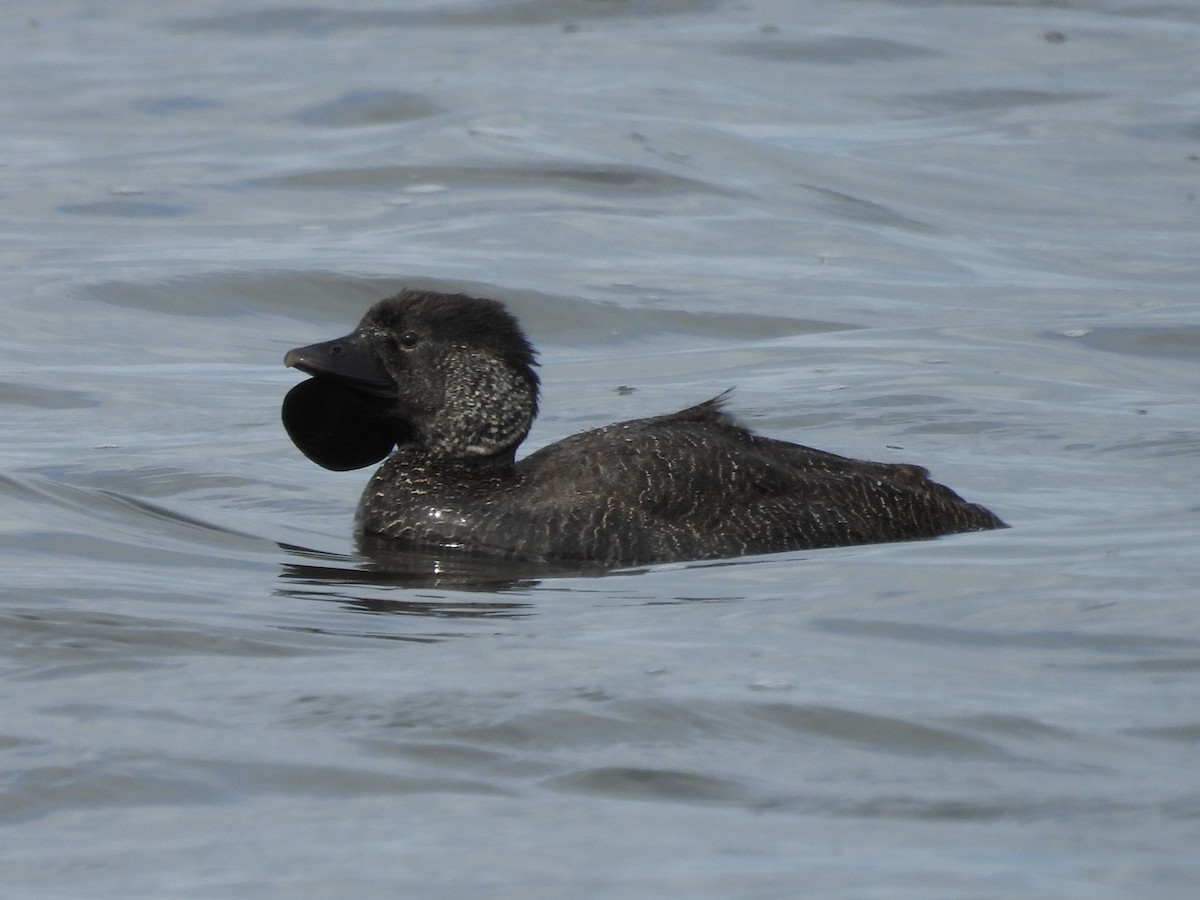 Musk Duck - ML642152272