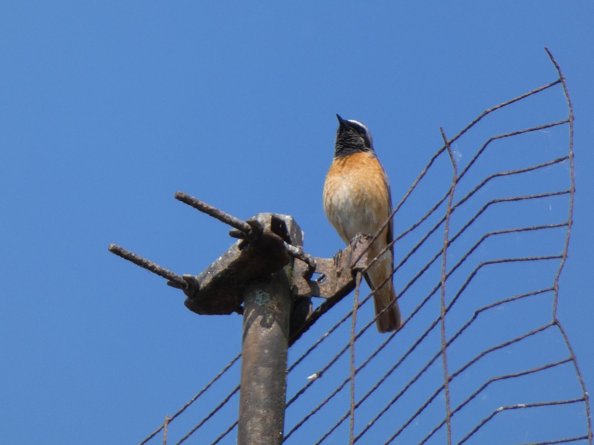 Buztangorri argia - ML642152278