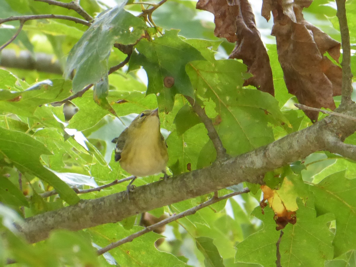 Bay-breasted Warbler - ML642152280