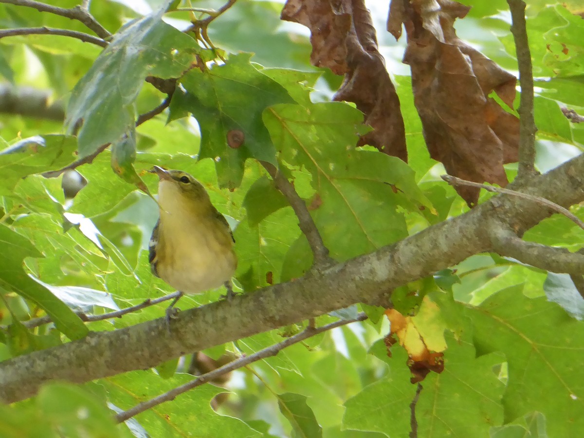 Bay-breasted Warbler - ML642152281