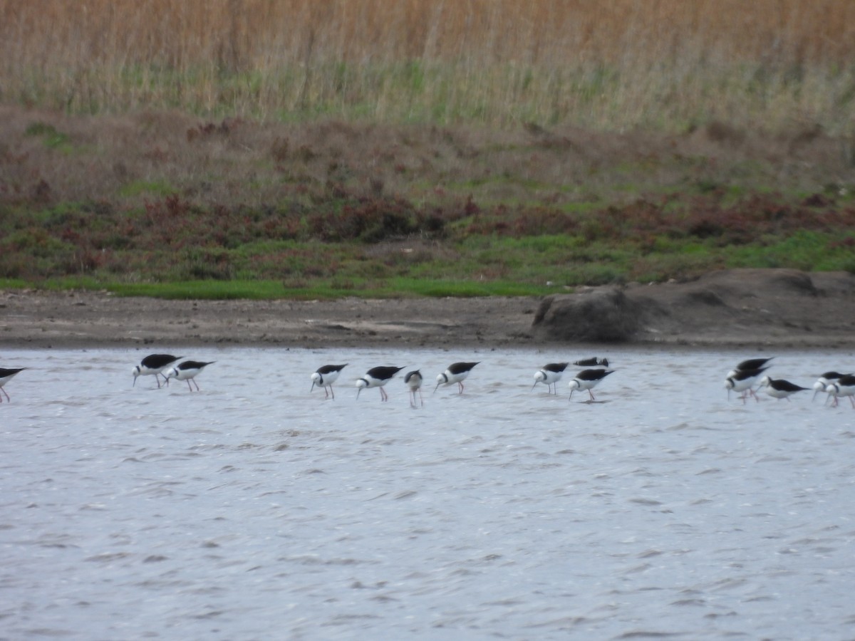 Pied Stilt - ML642152282