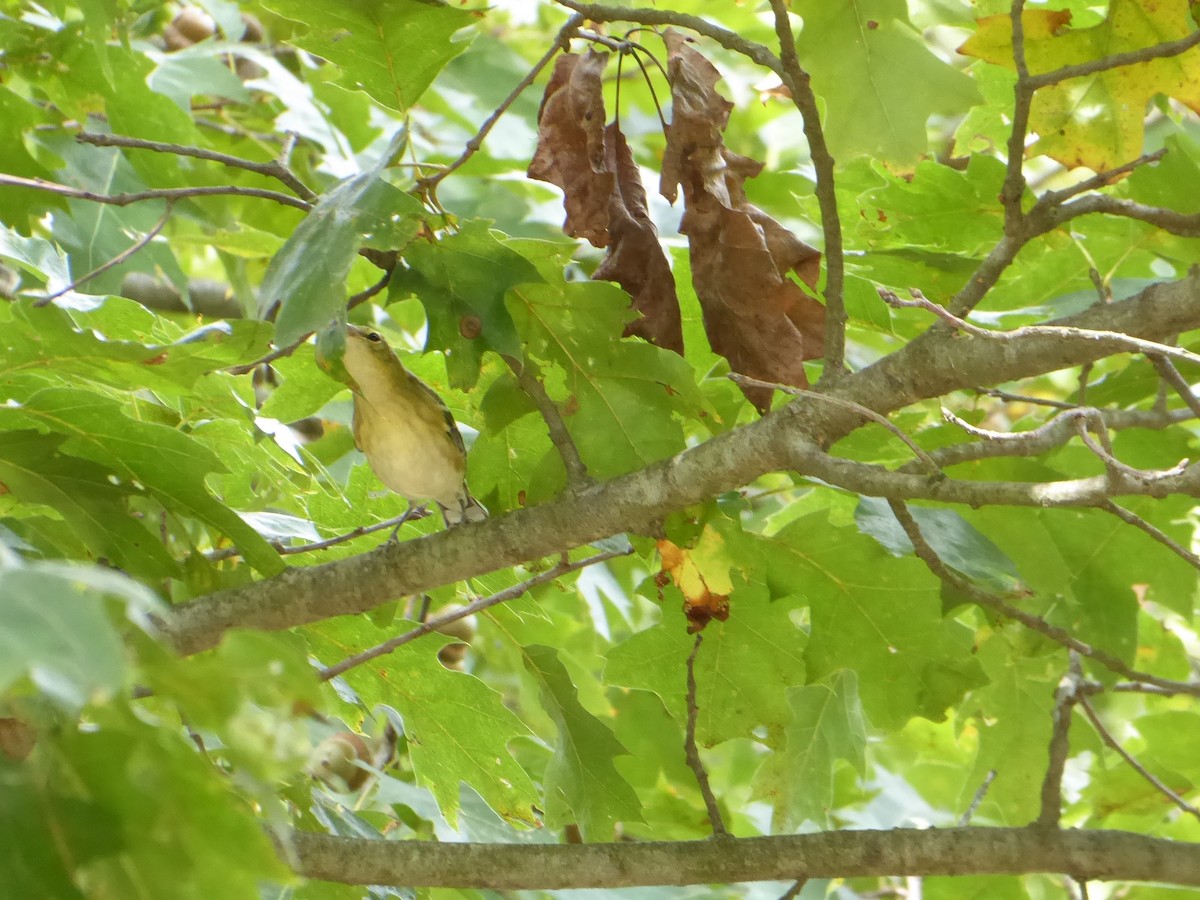 Bay-breasted Warbler - ML642152284