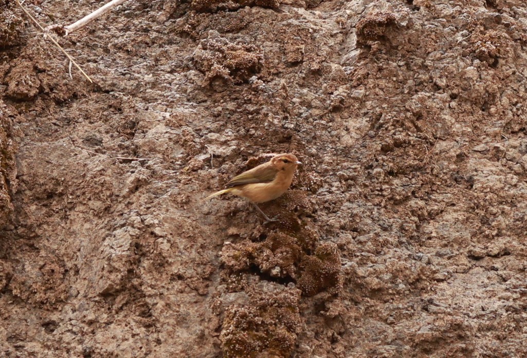 Brown Woodland-Warbler - ML642152285