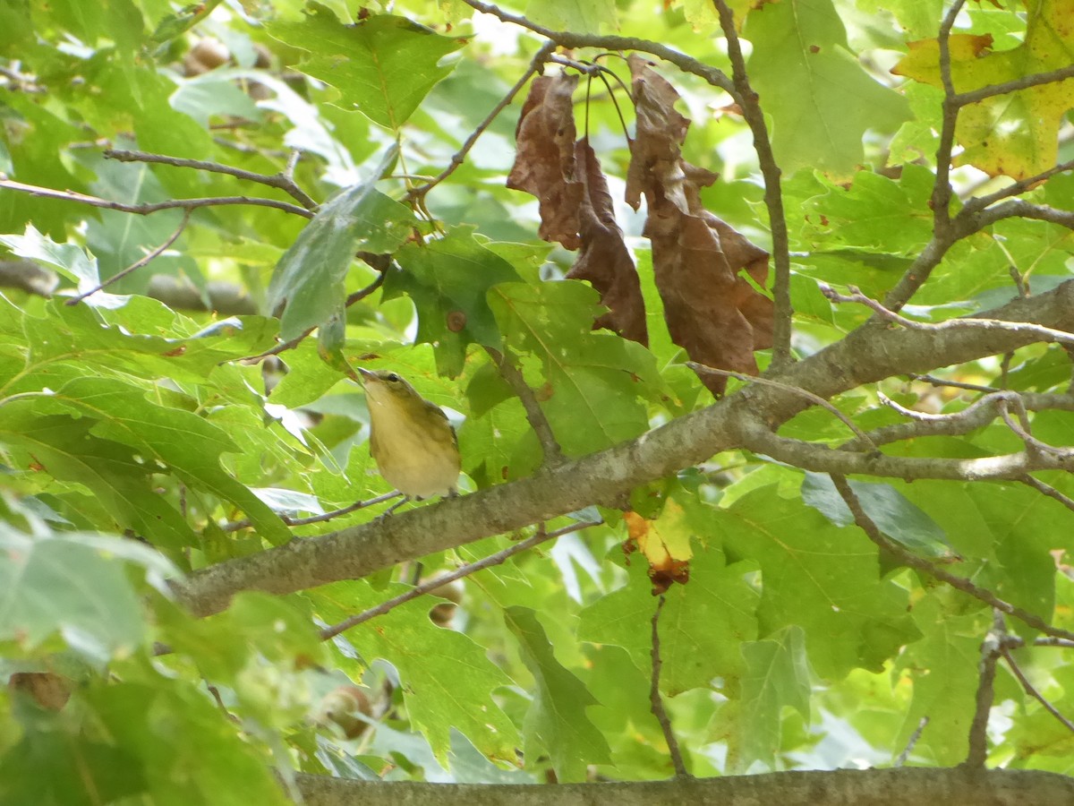 Bay-breasted Warbler - ML642152286