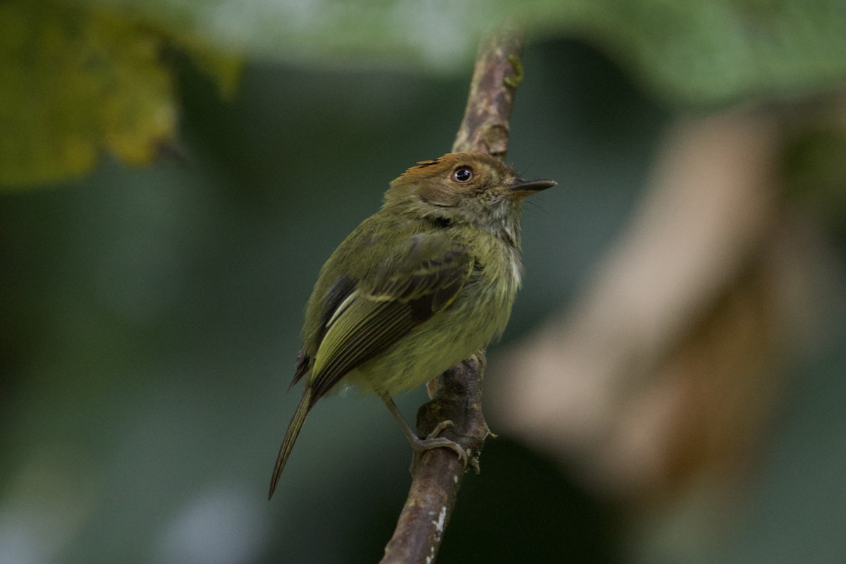 Scale-crested Pygmy-Tyrant - ML642152287