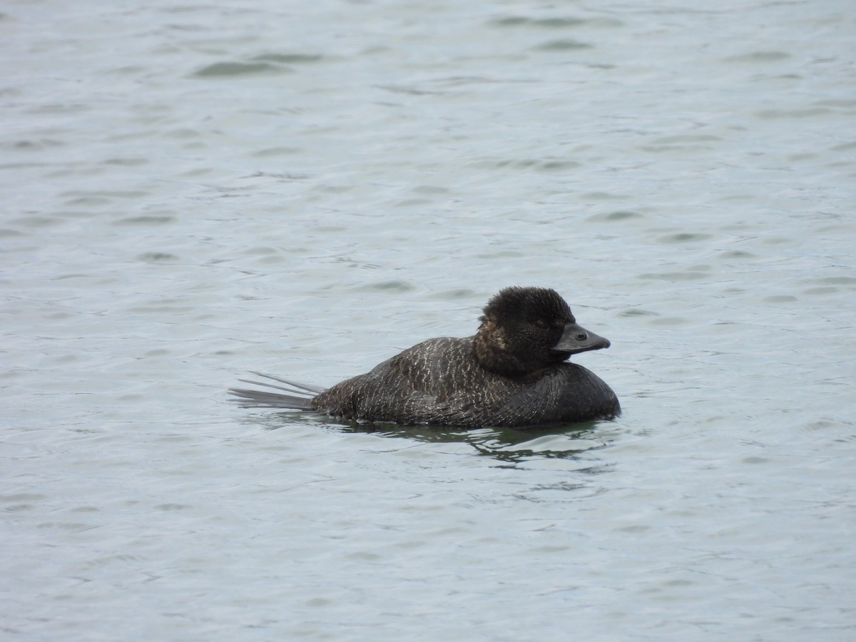 Musk Duck - ML642152292