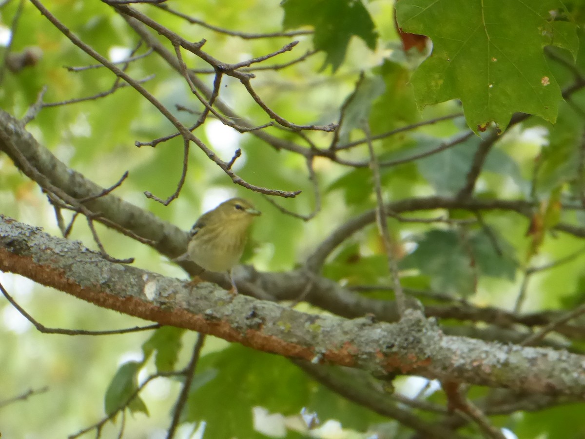 Blackpoll Warbler - ML642152295
