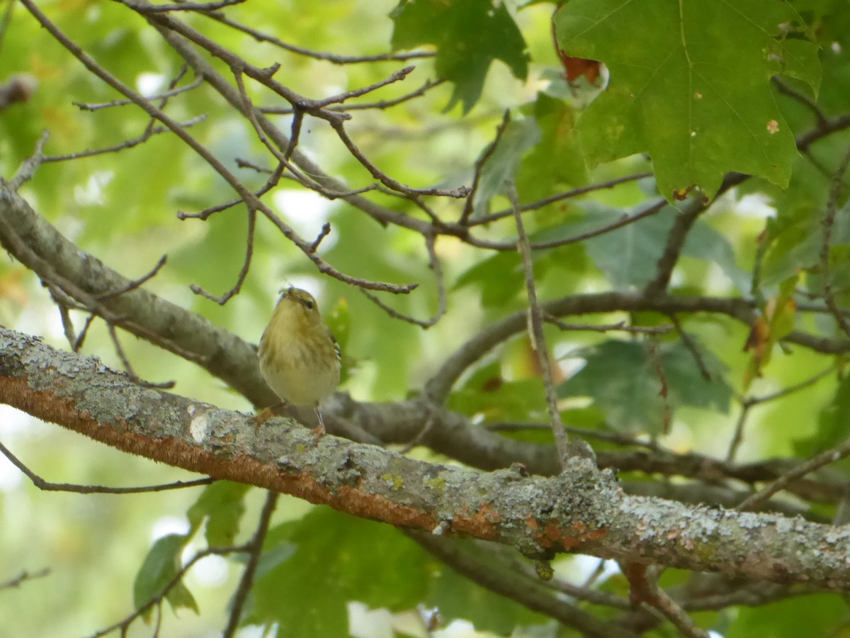 Blackpoll Warbler - ML642152299
