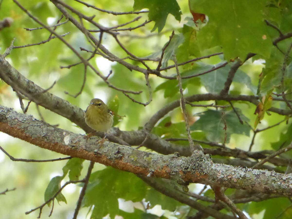 Blackpoll Warbler - ML642152300