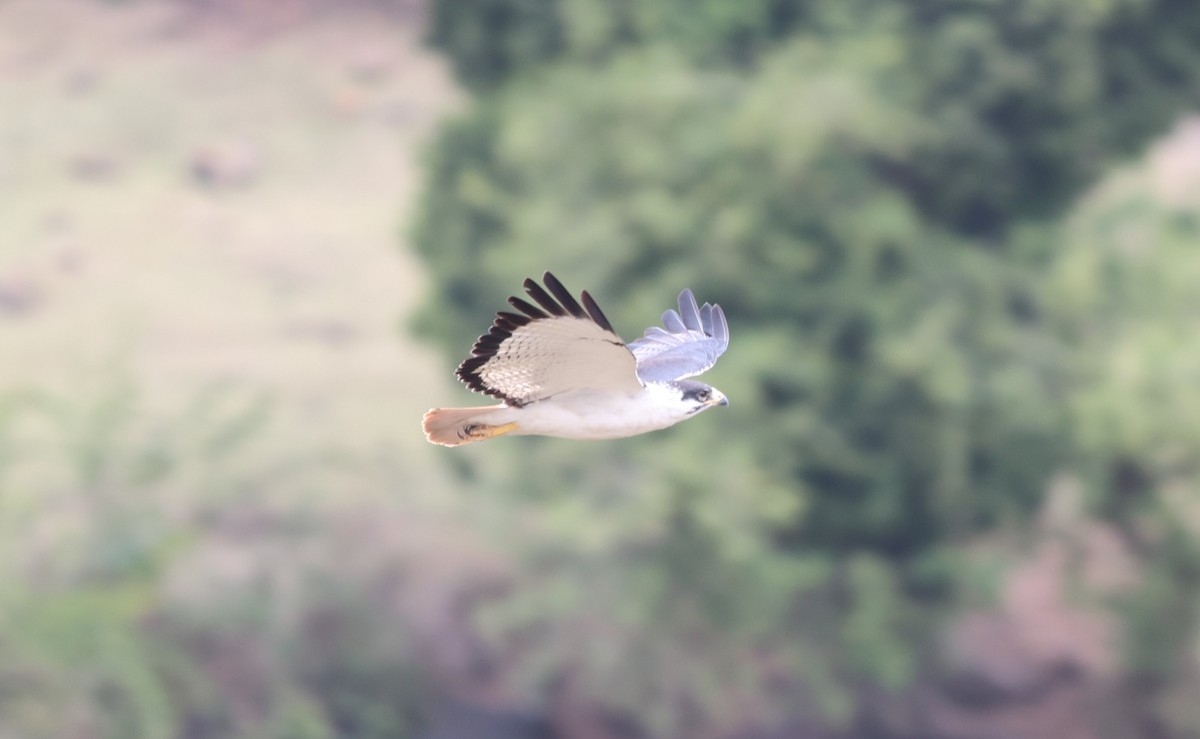 Augur Buzzard - ML642152301