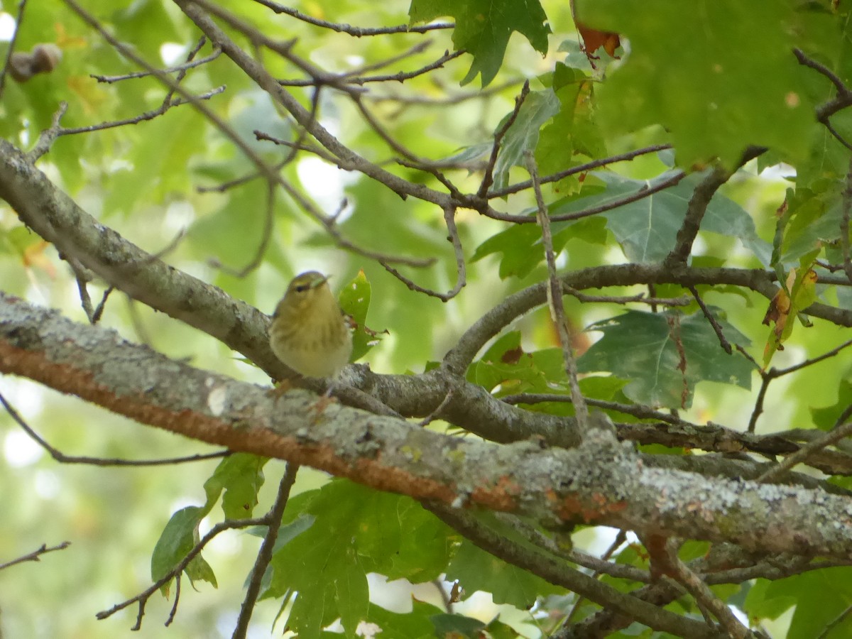 Blackpoll Warbler - ML642152302