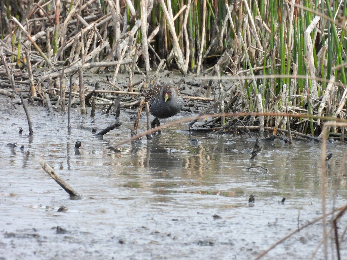 Australian Crake - ML642152316