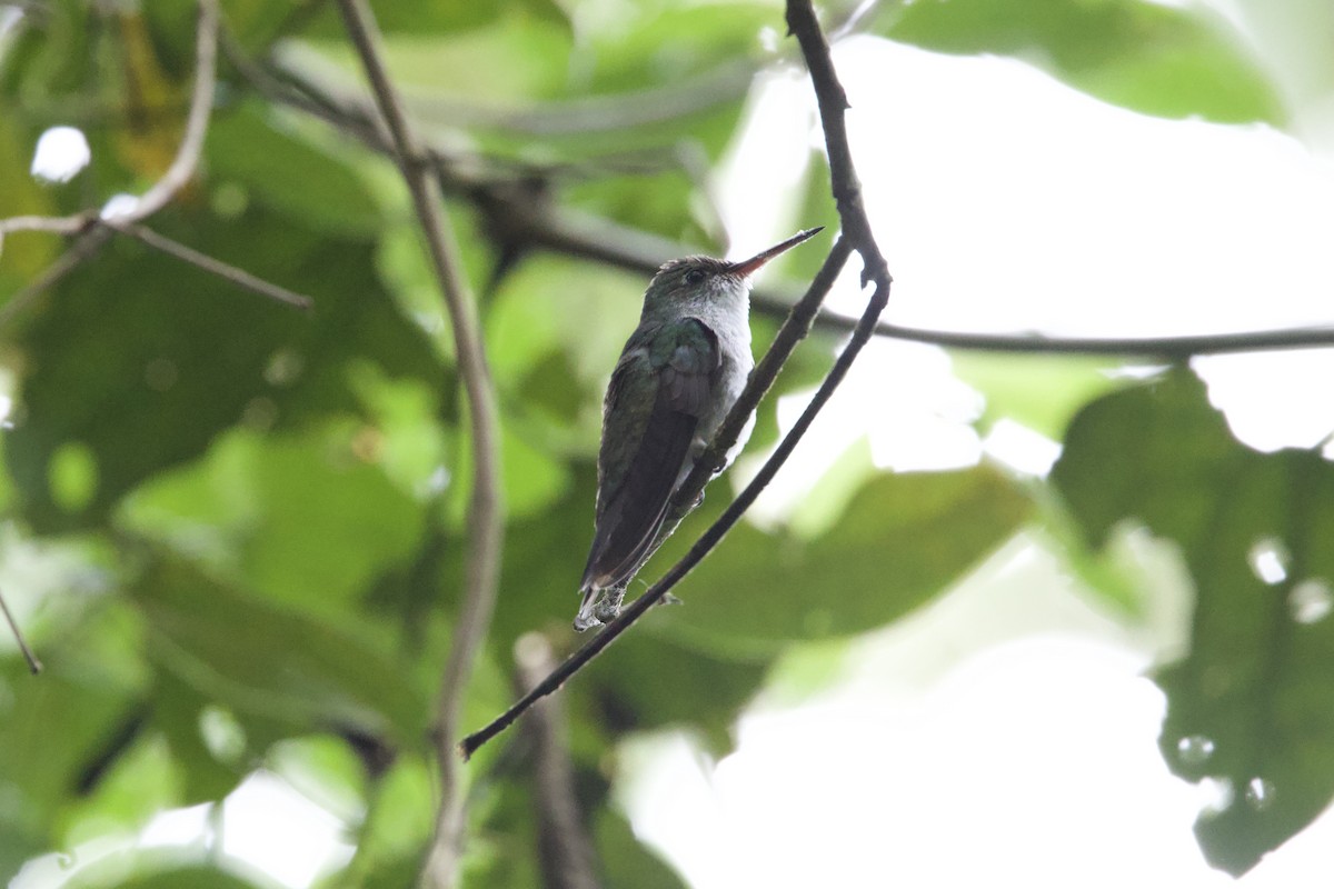 Green-and-white Hummingbird - ML642152322