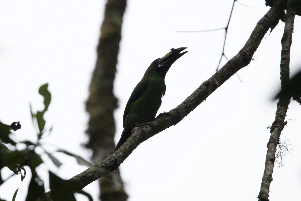 Southern Emerald-Toucanet - ML642152332