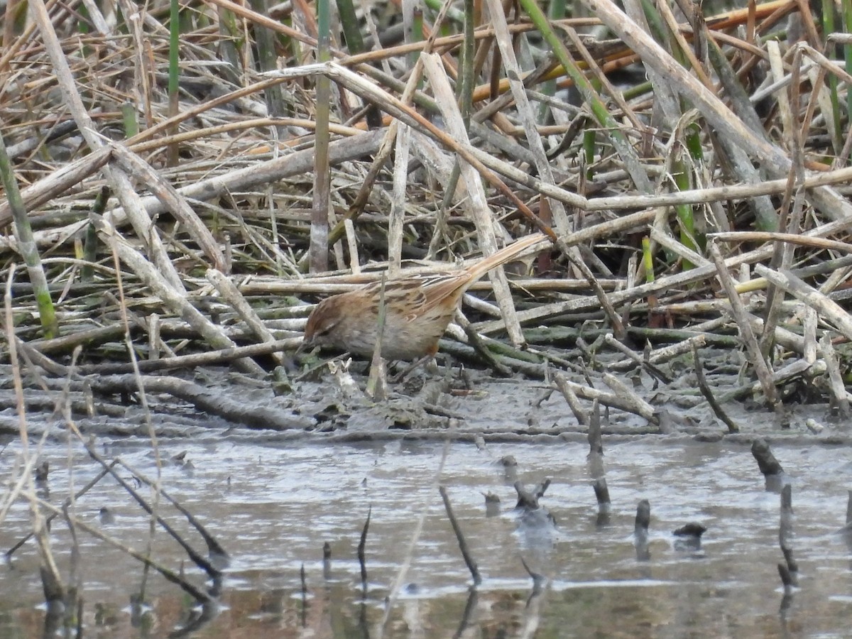 Little Grassbird - ML642152333