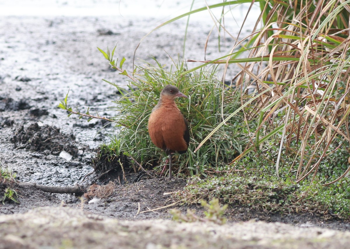 Rouget's Rail - ML642152343