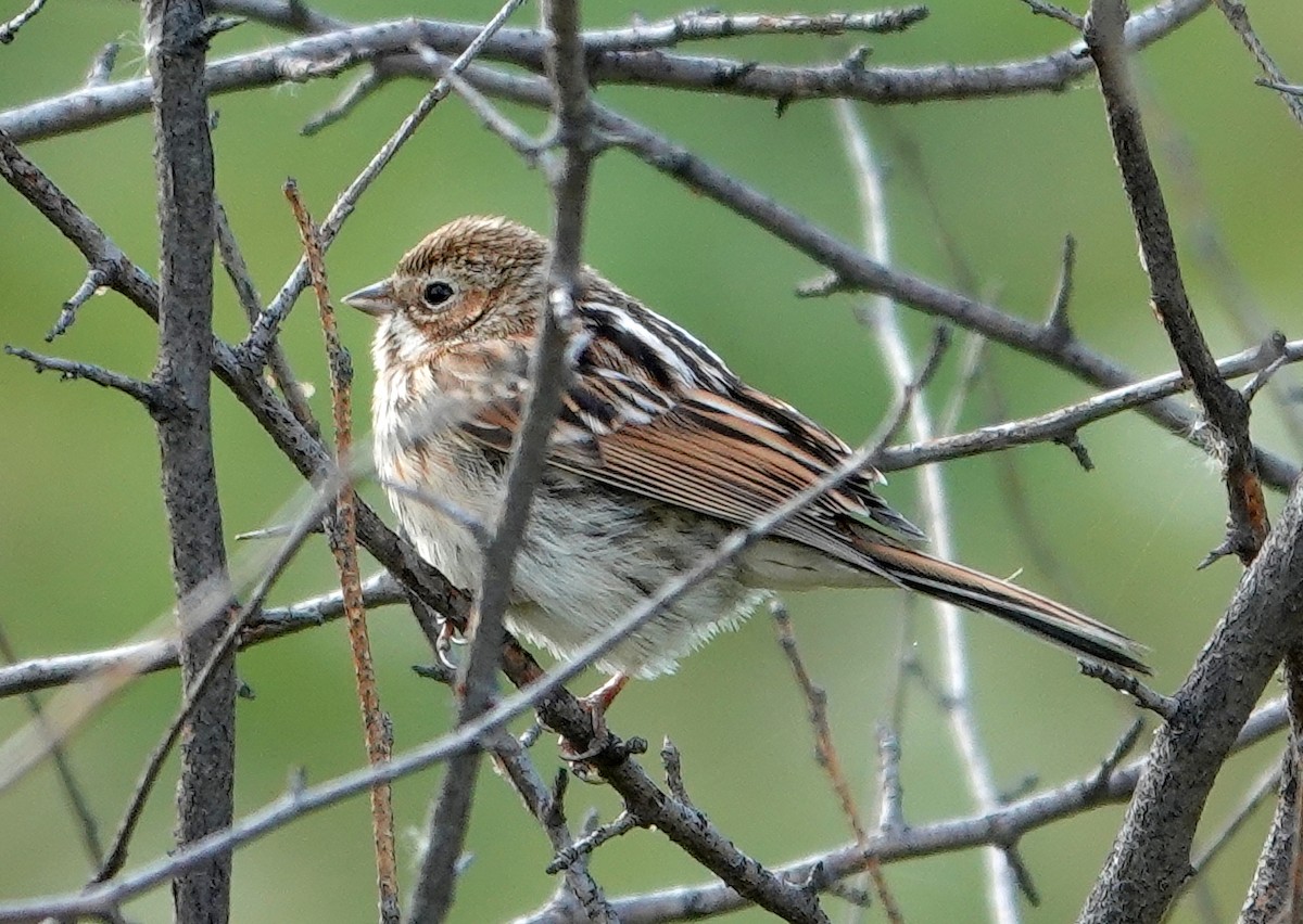 Pallas berdantza - ML642152351
