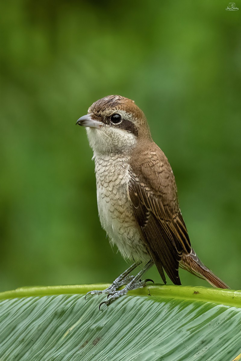 アカモズ - ML642152355