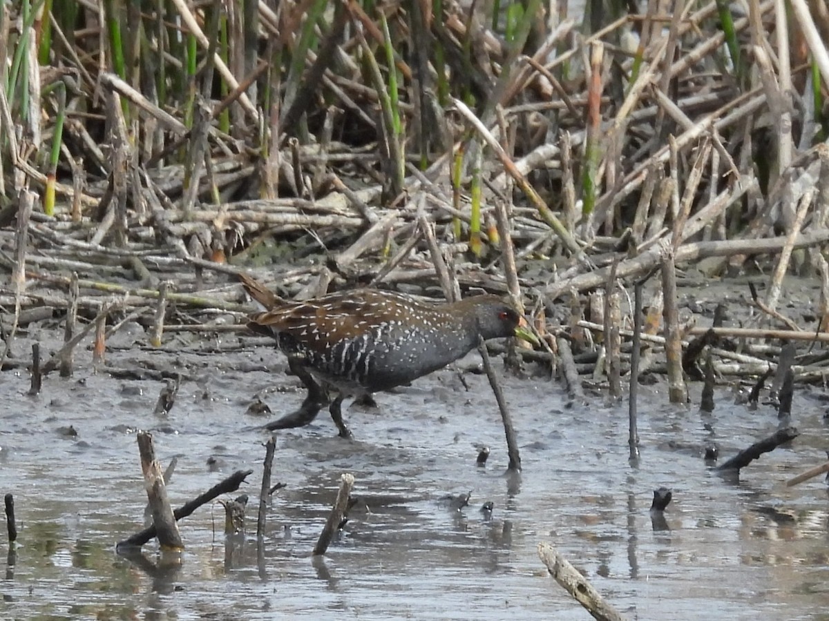 Australian Crake - ML642152356