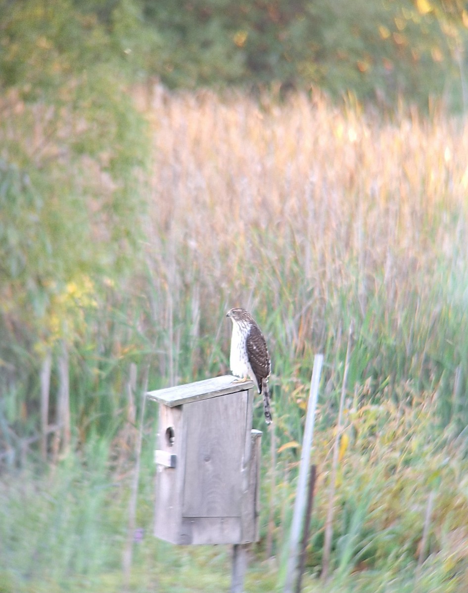 Cooper's Hawk - ML642152357