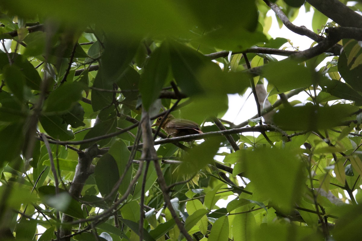 Ochre-throated Foliage-gleaner - ML642152359
