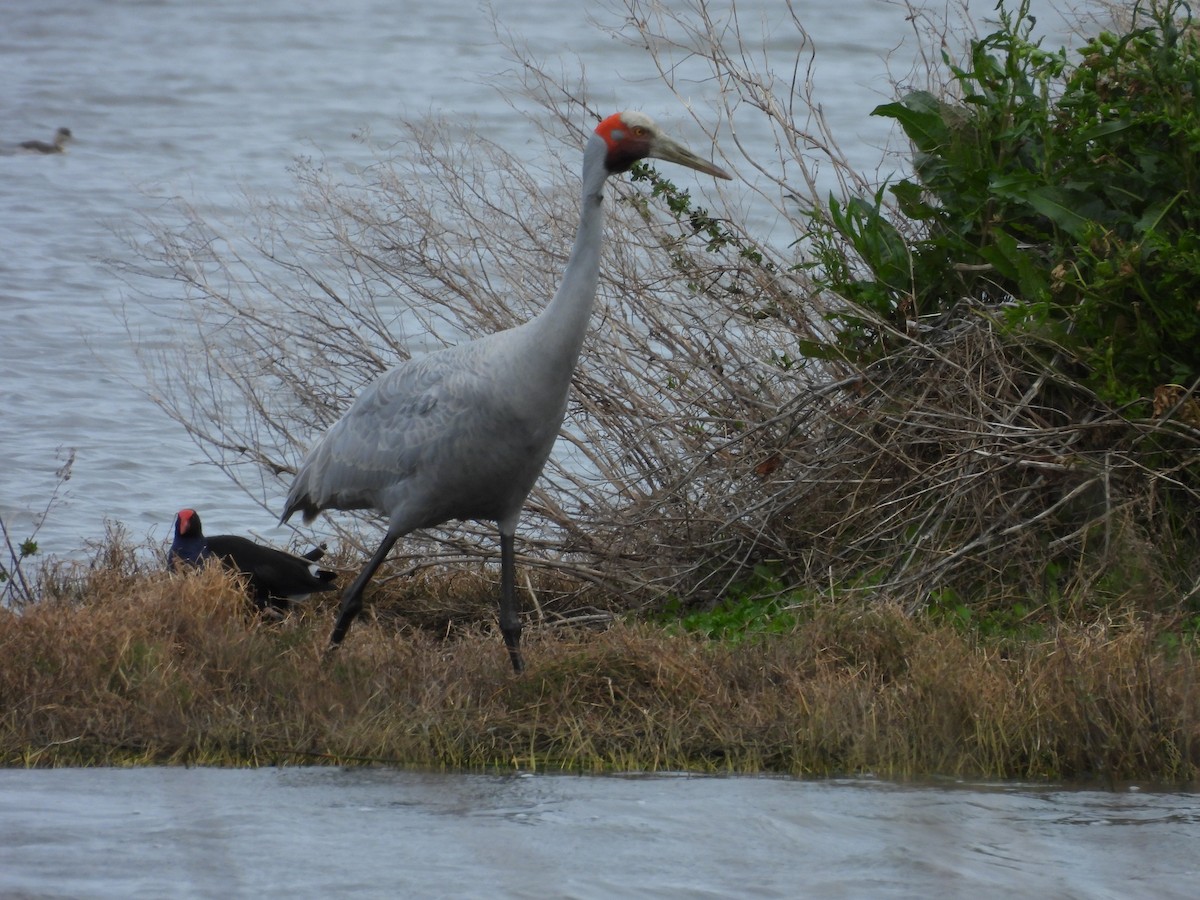 Brolga - ML642152361