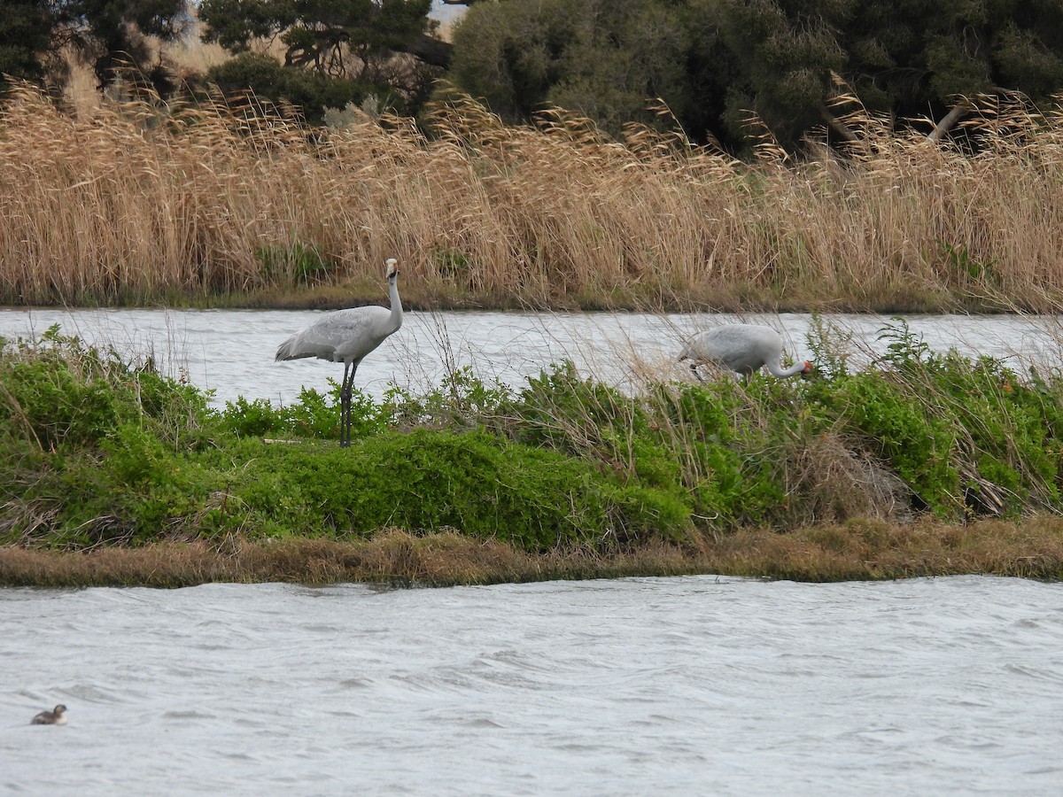 Brolga - ML642152362