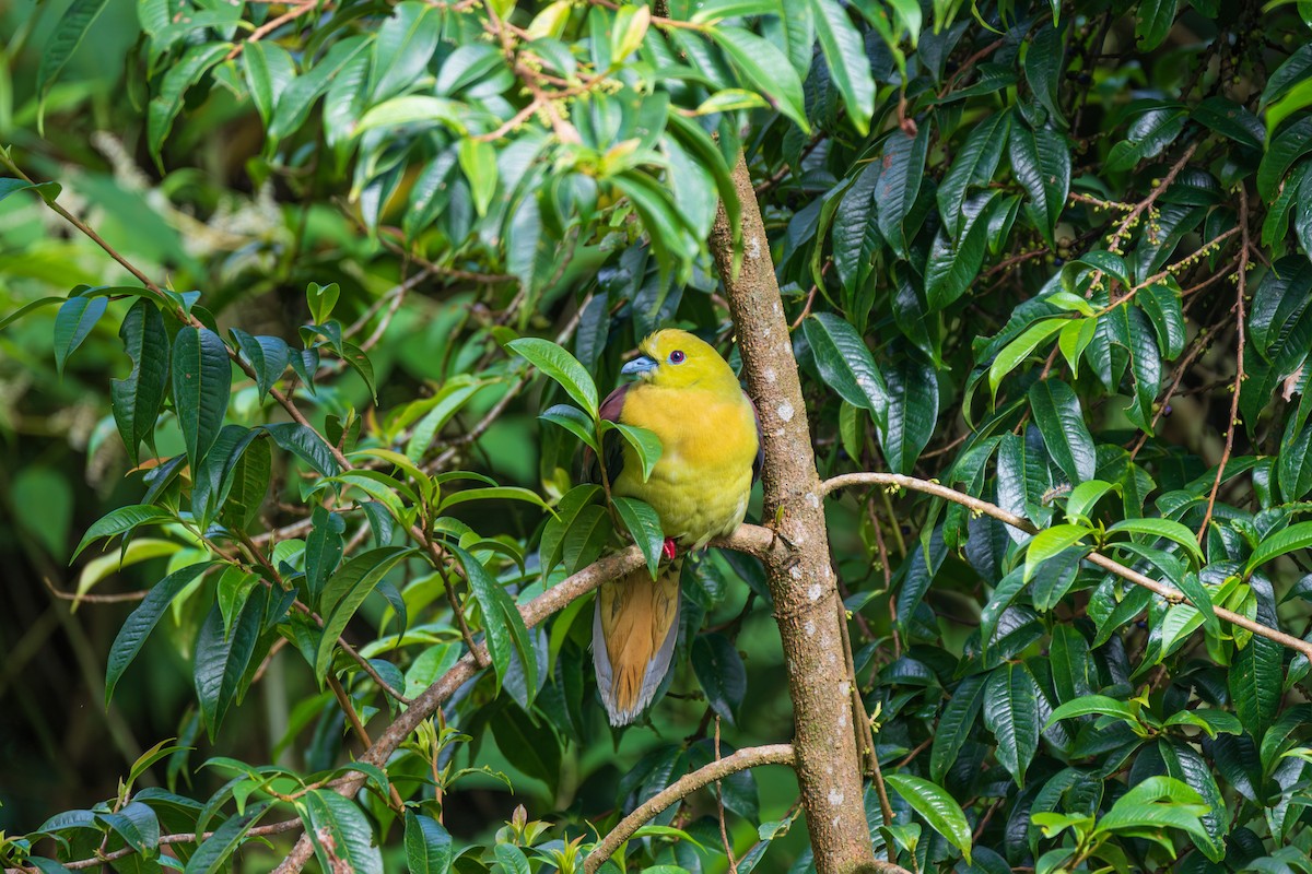 Wedge-tailed Green-Pigeon - ML642152375