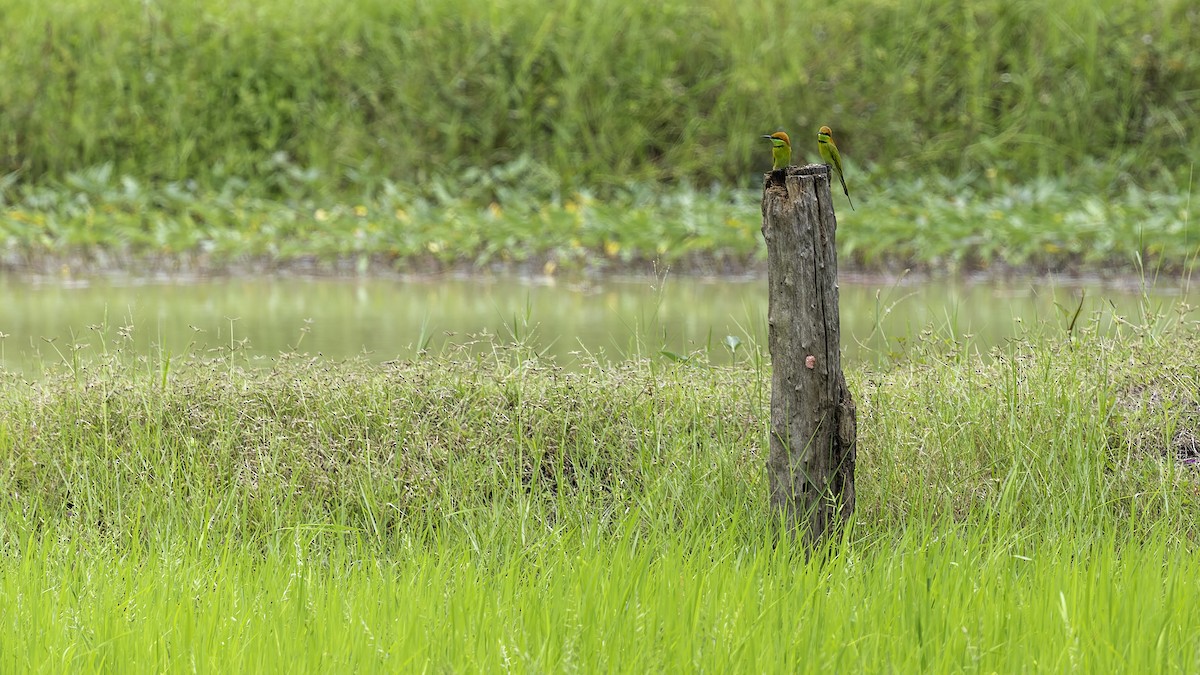 Asian Green Bee-eater - ML642152379