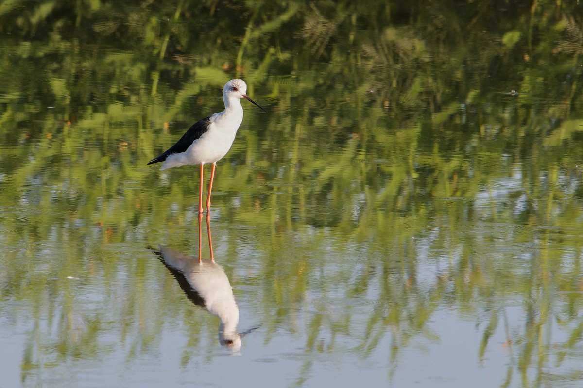 Stelzenläufer - ML642152389