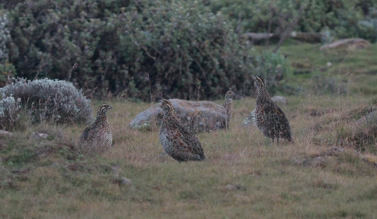 Moorland Francolin - ML642152393