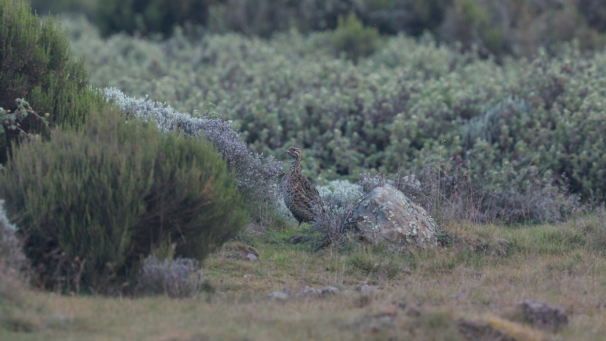 Moorland Francolin - ML642152400