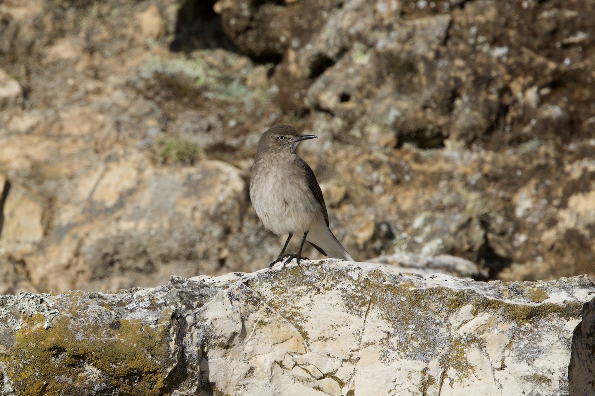 Black-billed Shrike-Tyrant - ML642152401