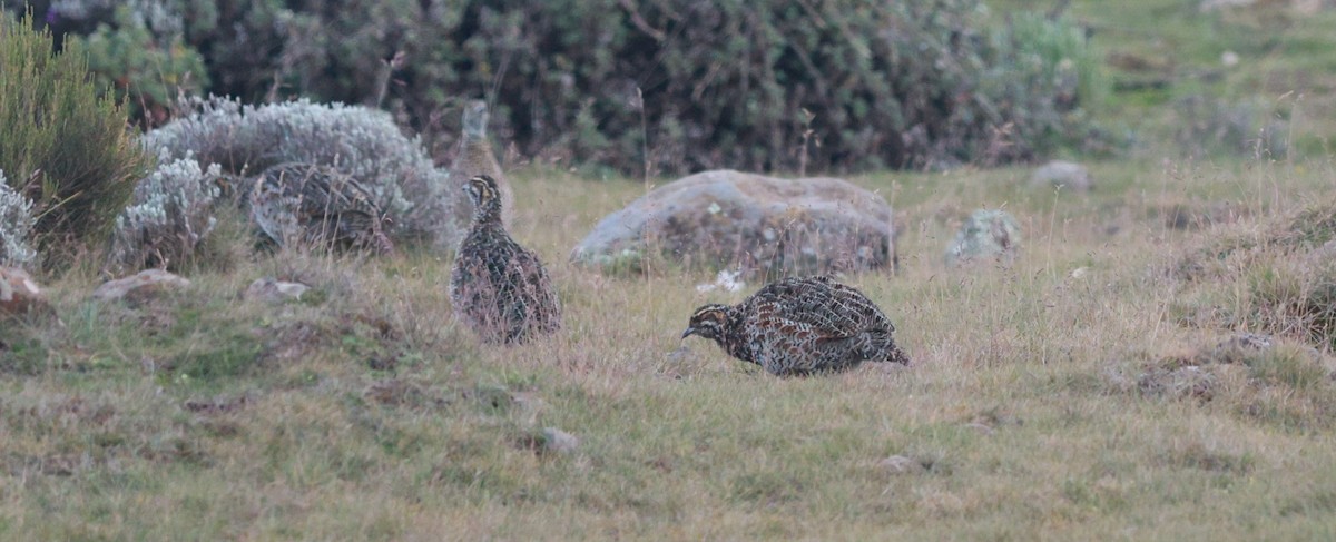 Moorland Francolin - ML642152403