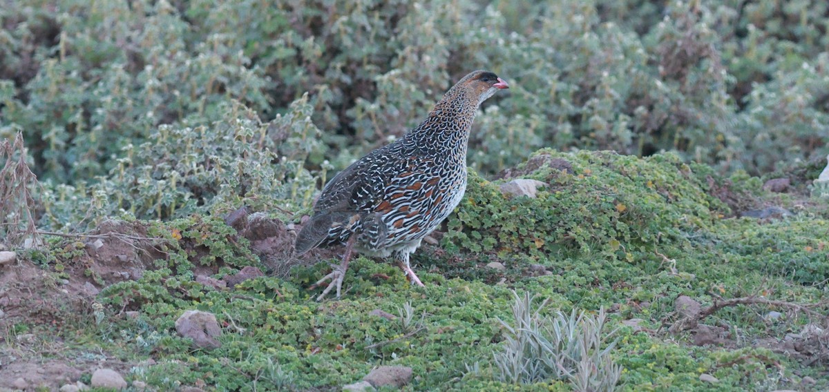 Chestnut-naped Spurfowl - ML642152411