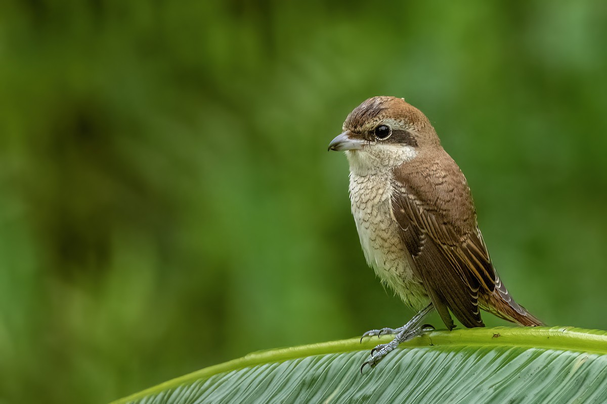 アカモズ - ML642152413
