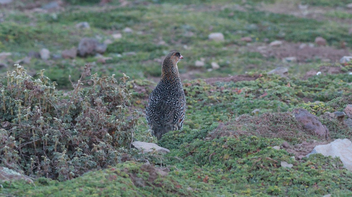 Chestnut-naped Spurfowl - ML642152414