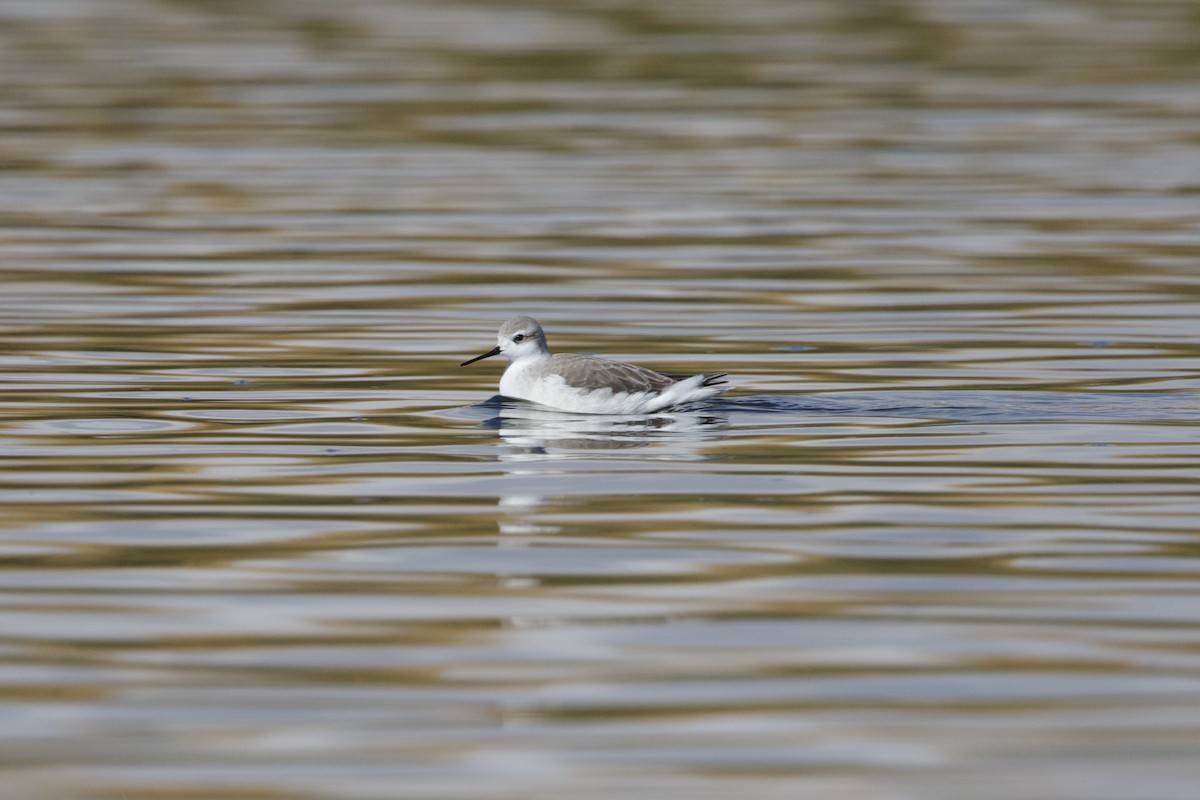 Wilson's Phalarope - ML642152415